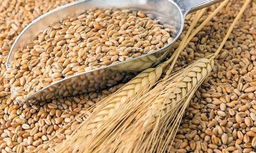 Giá lúa mì lao dốc, nguồn cung dồi dào lấn át rủi ro địa chính trị